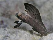 Sailfin Blenny - Caribbean image