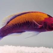 Orange Back Wrasse