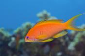 Anthias Wreck Fish image