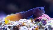 Bicolour Blenny image