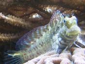 Algae Blenny image