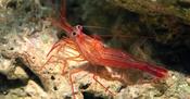 Peppermint Shrimp (Aiptasia Eating)