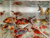 Shubunkin Goldfish image