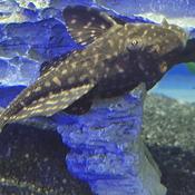 Orange Spot Sailfin Pleco