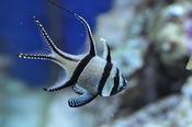 Banggai Cardinalfish image