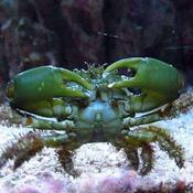 Green Emerald Crab image