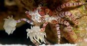 Pom Pom Crab image