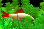 Albino Sharks image