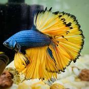 Mustard Blue Halfmoon Male Betta Fish image