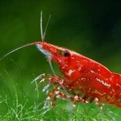 Red Cherry Shrimp image