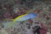 Blue Head Canary Blenny image