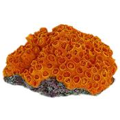 Orange Sun Coral image