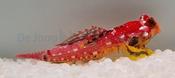 scarlet dragonet