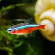 Cardinal Tetra image
