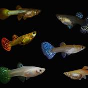 Guppy - Female image