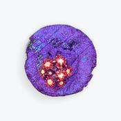 Rainbow Lava Goniopora Frag image