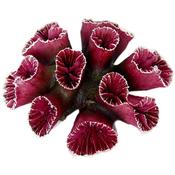 Purple Trumpet Head Coral image