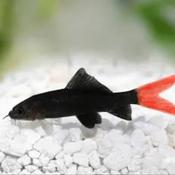 Red Tail Black Shark image