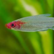 Rummy Nose Tetra image