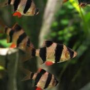Tiger Barb image