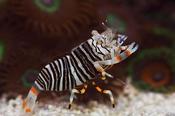 Bumble Bee Shrimp image