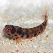 Barnacle Blenny image