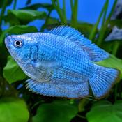 Sky Blue Male Dwarf Gourami image