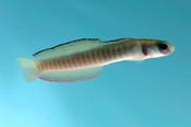 Shotsilk Goby