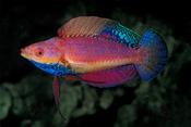 Tonozukai's Fairy Wrasse