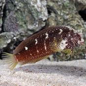 Jewel Algae Blenny image