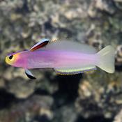 Helfrichi / Lilac Firefish image