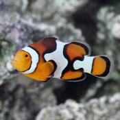 Picasso Clownfish image