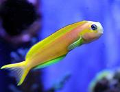Midas Blenny image