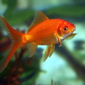 Goldfish image
