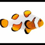 Gladiator Clownfish image