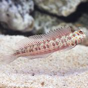 Red Spotted Blenny image