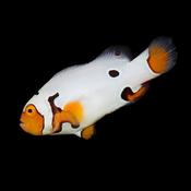 Platinum Clownfish image