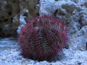 Red Bell's Urchin
