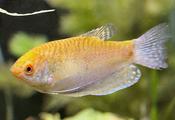 Honey Gold Gourami image