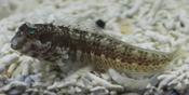 Molly Miller Blenny image