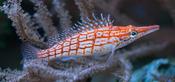 Longnose Hawkfish image