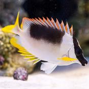 Magnificent Foxface
