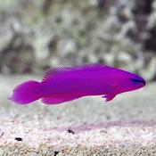Orchid Pygmy Basslet