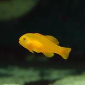 Yellow Goby