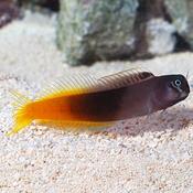 Yellowfin Blenny image