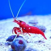 Fire Shrimp image