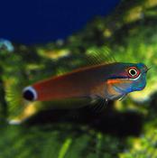 Goldstreak Blenny image