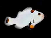 Plasma Storm Clownfish Pair image