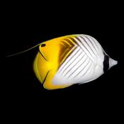 Treadfin Butterfly image
