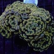 Golden Nugget Hammer Coral Euphyllia Parancora